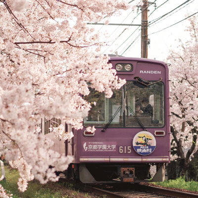 去日北时拍的樱花，桜がきれいだ