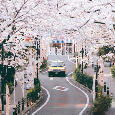 去日北时拍的樱花，桜がきれいだ