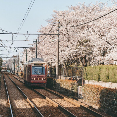 去日北时拍的樱花，桜がきれいだ