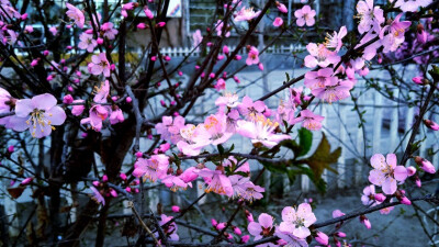 風花雪月不等你 要吻便去吻