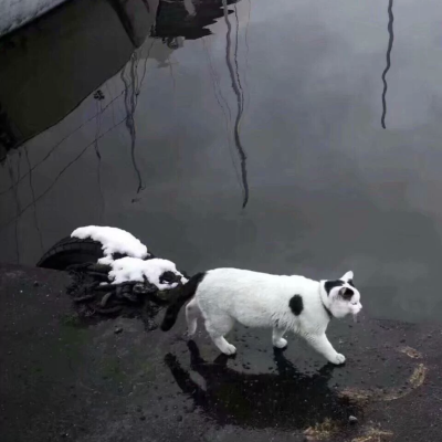 風花雪月不等你 要吻便去吻