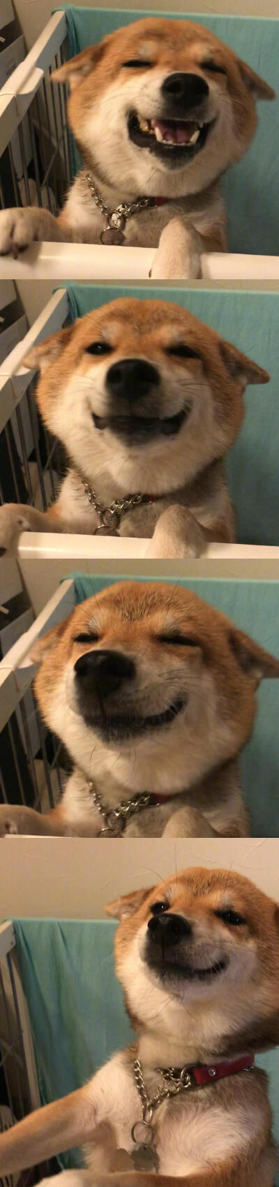 柴犬