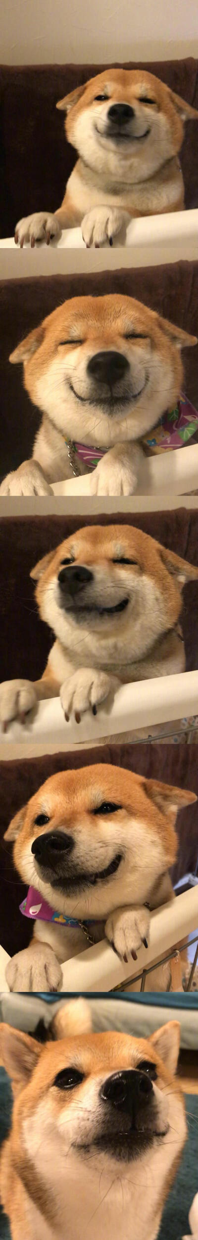 柴犬