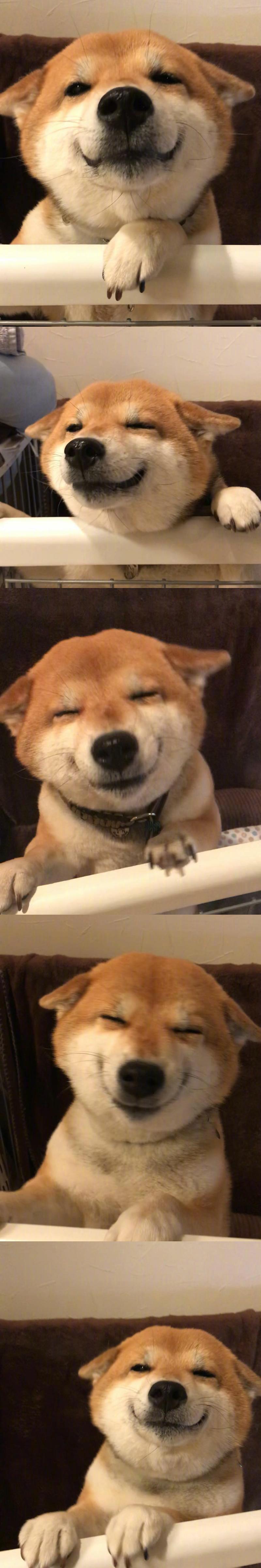 柴犬