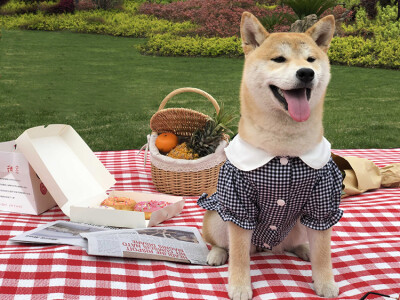 Best Pets网红狗狗泡泡袖格子衬衫秋田泰迪柯基可爱潮宠拍照写真