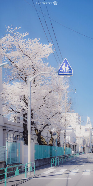 樱花