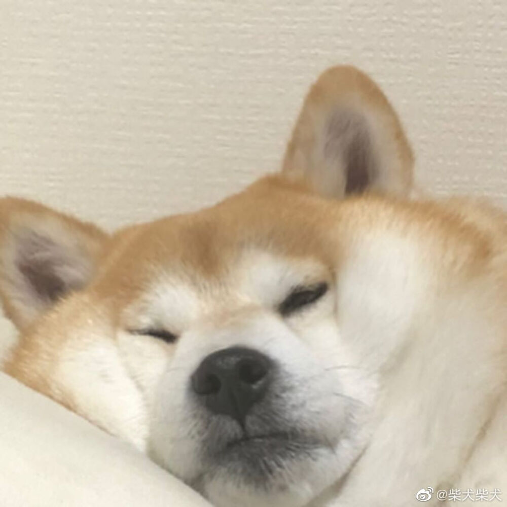 柴猪的日常 Instagram：shibainuinari