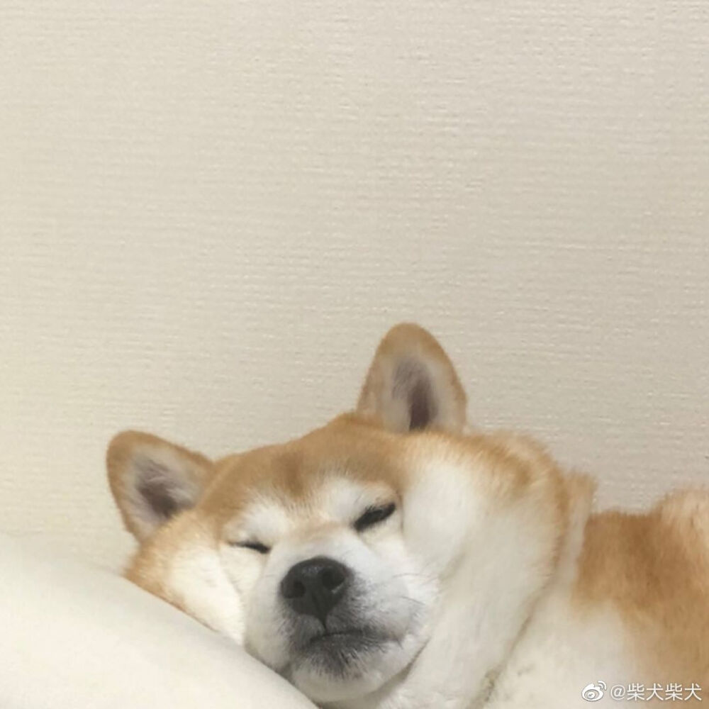 柴猪的日常 Instagram：shibainuinari