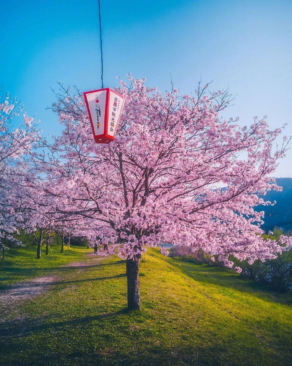 我想和你看绯樱漫天