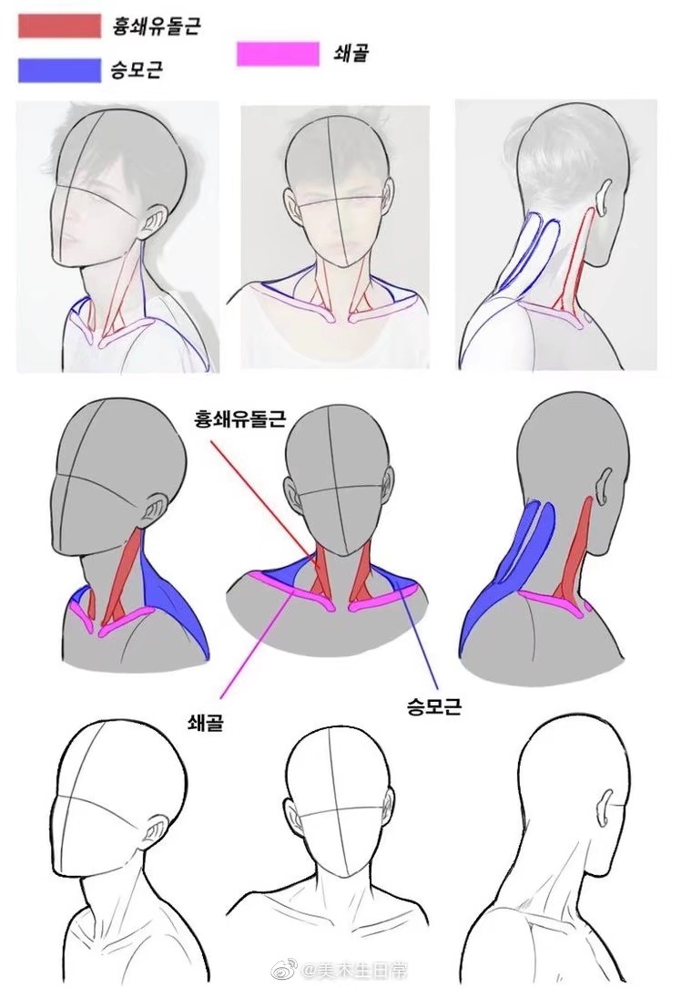 肩膀结构