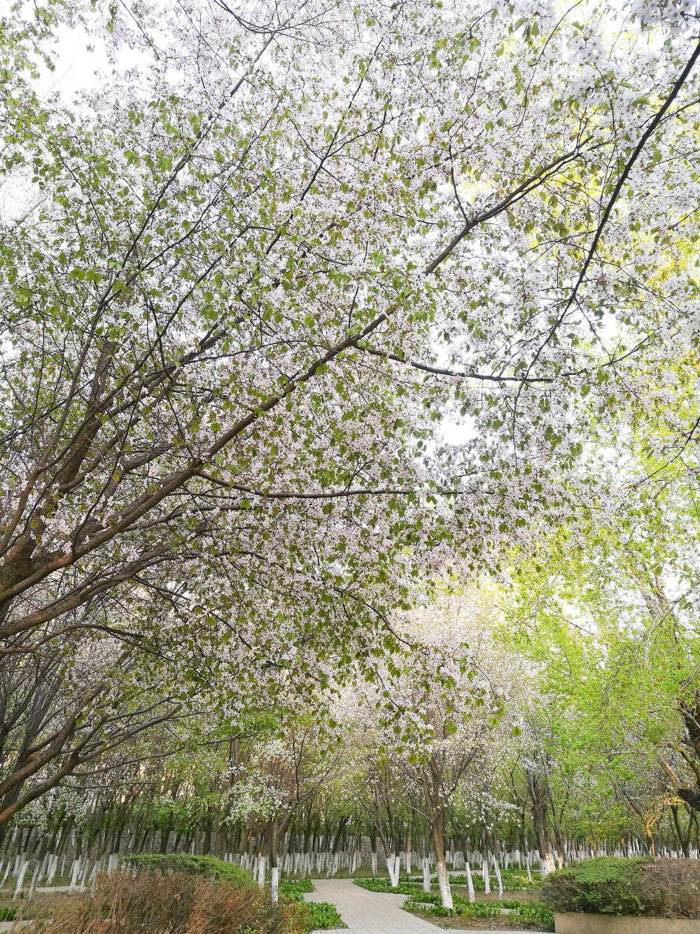 錯(cuò)過的風(fēng)景-----秋天總來這兒看紅葉看銀杏，沒想到春天還有一片花海，而且還是櫻花