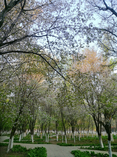 錯過的風景-----秋天總來這兒看紅葉看銀杏，沒想到春天還有一片花海，而且還是櫻花