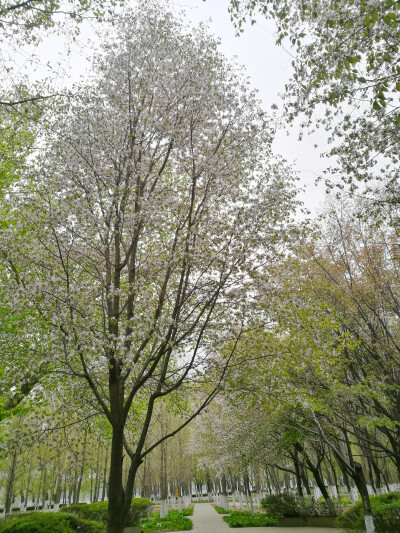 錯過的風景-----秋天總來這兒看紅葉看銀杏，沒想到春天還有一片花海，而且還是櫻花