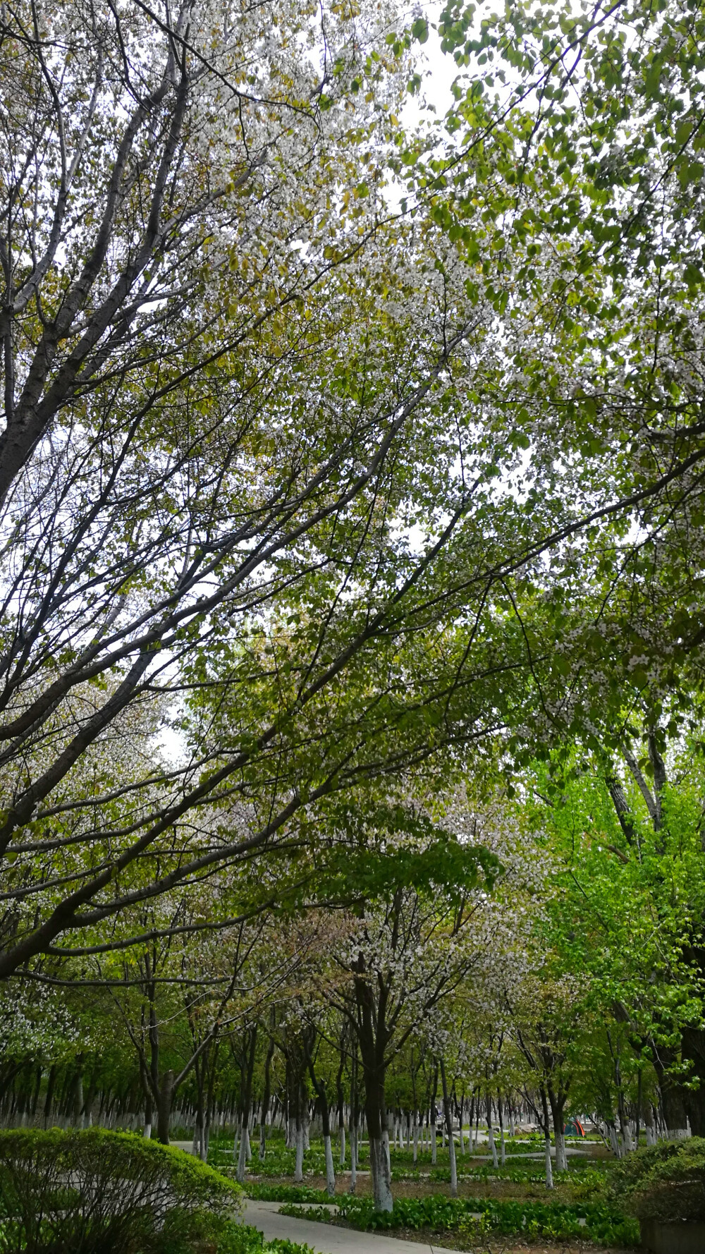 错过的风景-----秋天总来这儿看红叶看银杏，没想到春天还有一片花海，而且还是樱花