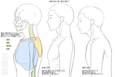 侧脸教程，人体参考，绘画参考