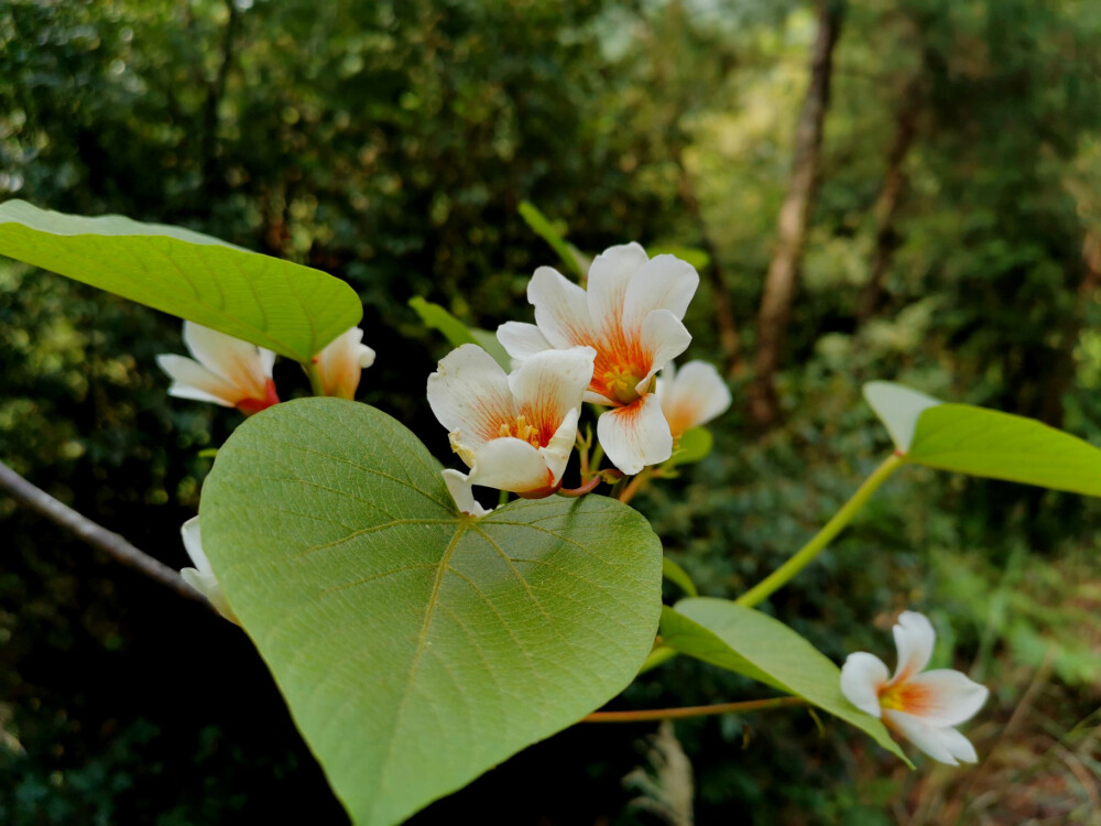 花卉摄影，已调节