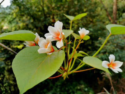 花卉摄影，已调节