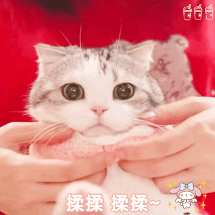嘟嘟 猫咪表情包