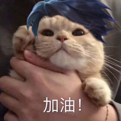 猫咪接头