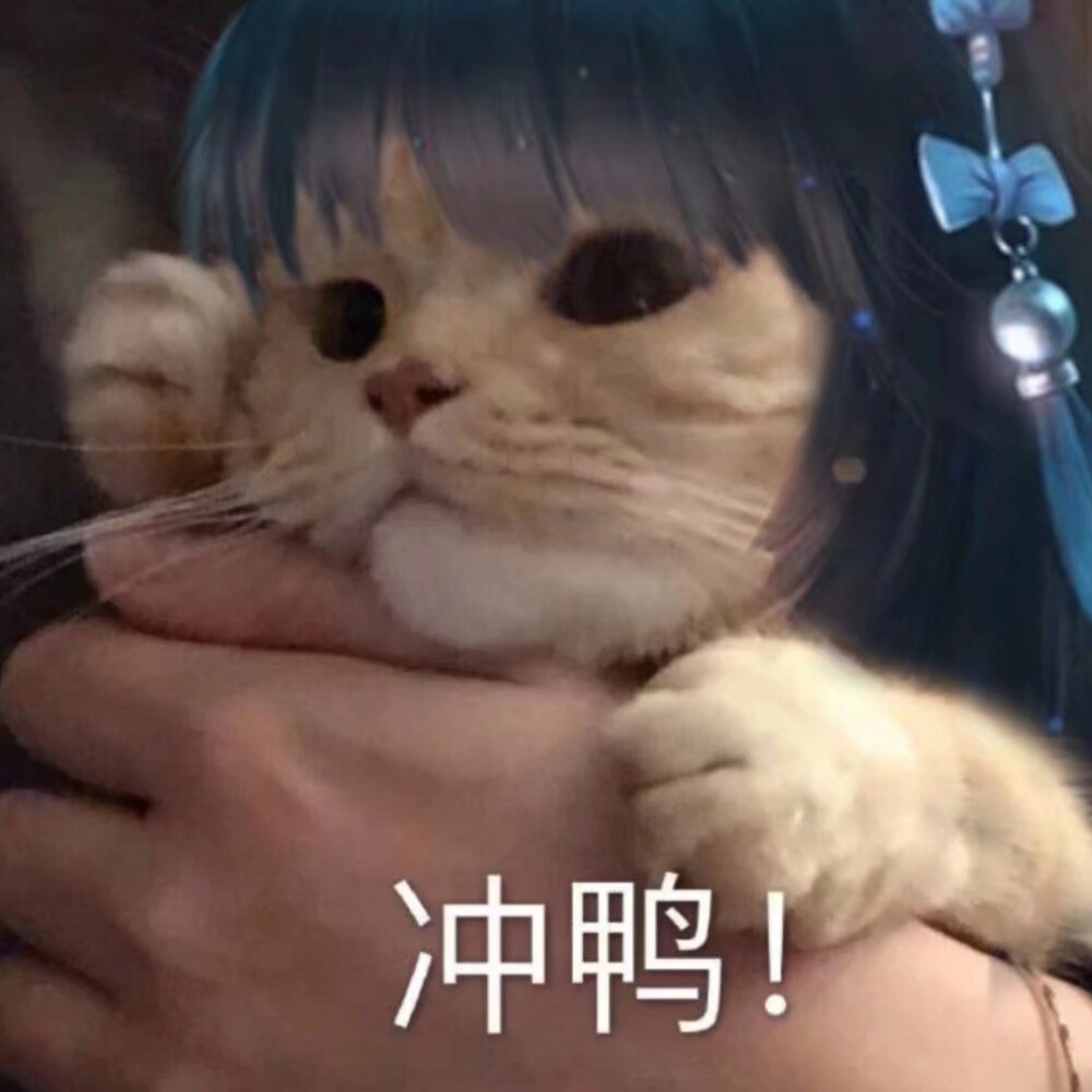 猫咪接头