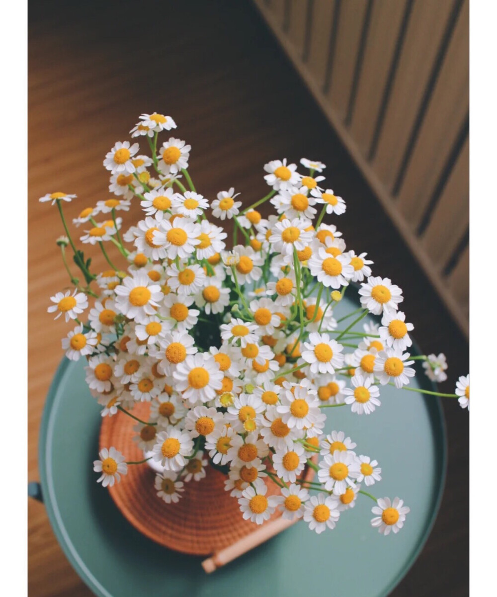 洋甘菊 | 鲜花盛开