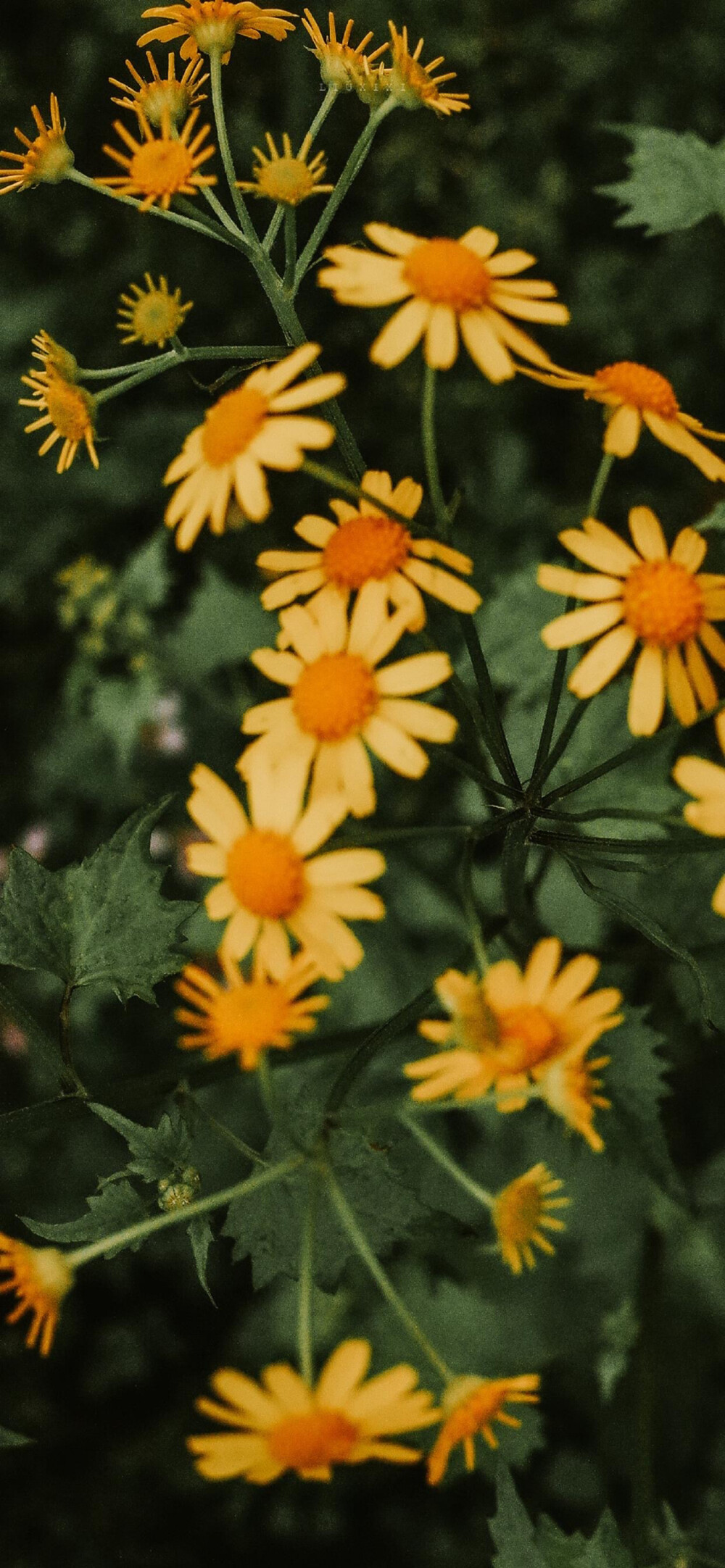 苹果11聊天背景图片/锁屏/壁纸/