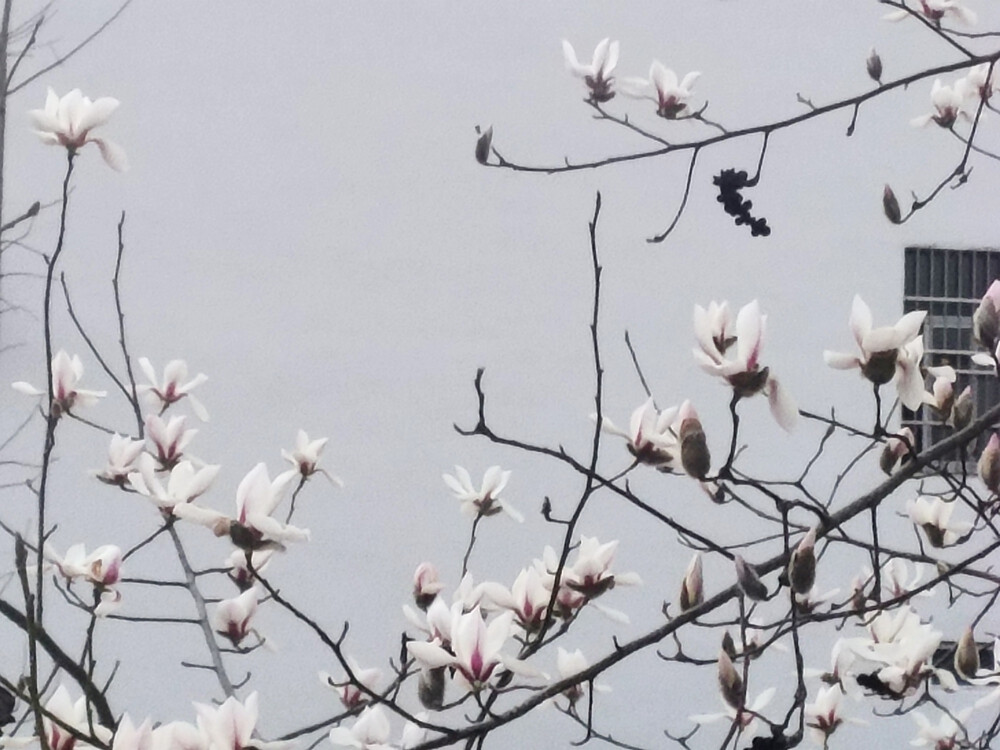 清晨白花.