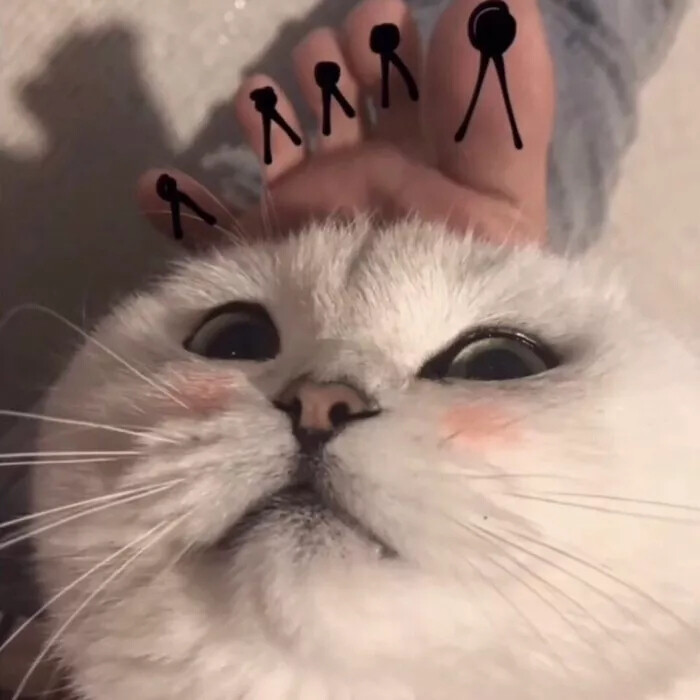 猫咪