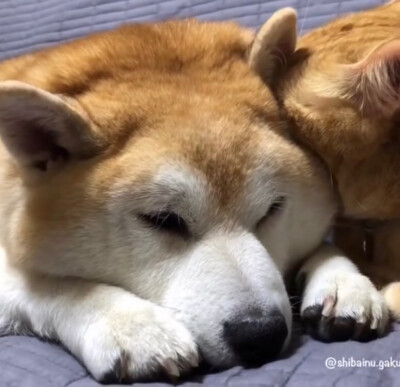 柴犬橘猫