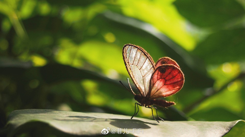 菲儿立体刺绣 – 玫瑰水晶眼蝶