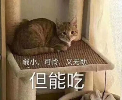 沙雕 可爱 单身狗 恋爱 聊天 表情包