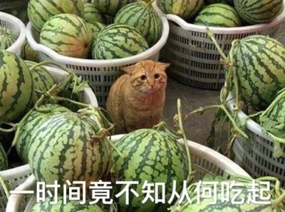 今日文案：骗你是小猪