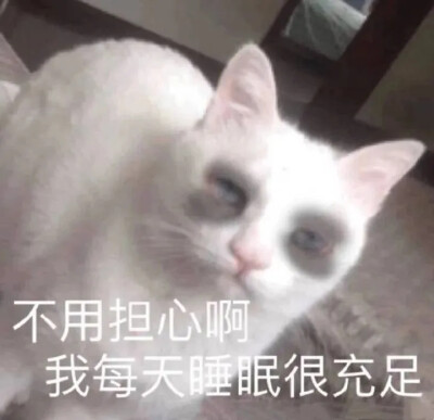 今日文案：骗你是小猪