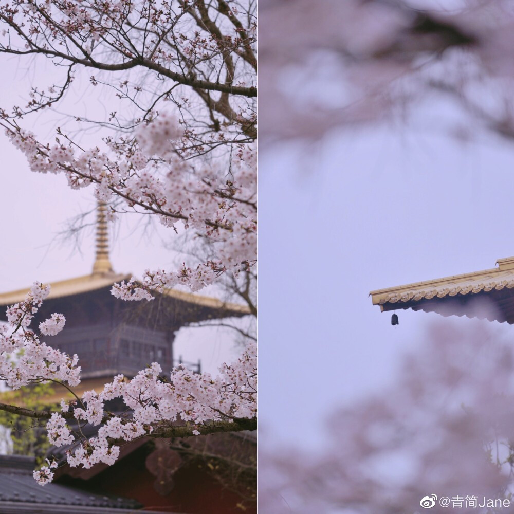 年年总是，花开似雪，雪落如花
浮生只愿，闲餐清露，醉饮流霞
摄影：@青简Jane #遇见春光# ​