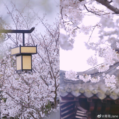 年年总是，花开似雪，雪落如花
浮生只愿，闲餐清露，醉饮流霞
摄影：@青简Jane #遇见春光# ​