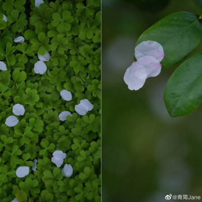 年年总是，花开似雪，雪落如花
浮生只愿，闲餐清露，醉饮流霞
摄影：@青简Jane #遇见春光# ​