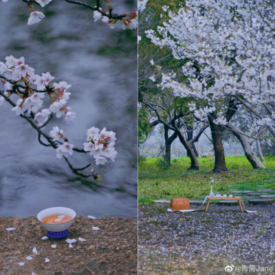 年年总是，花开似雪，雪落如花
浮生只愿，闲餐清露，醉饮流霞
摄影：@青简Jane #遇见春光# ​