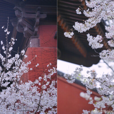 年年总是，花开似雪，雪落如花
浮生只愿，闲餐清露，醉饮流霞
摄影：@青简Jane #遇见春光# ​