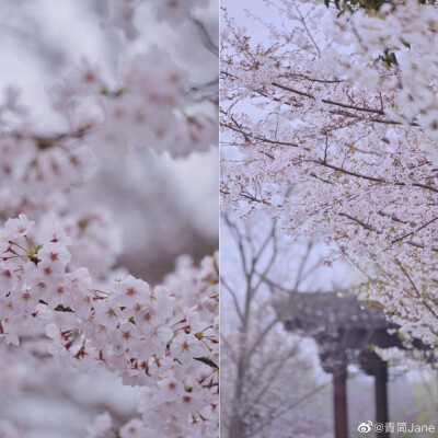 年年总是，花开似雪，雪落如花
浮生只愿，闲餐清露，醉饮流霞
摄影：@青简Jane #遇见春光# ​