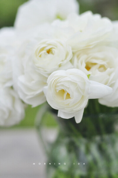 纯白花毛茛--总有一抹治愈的白，足以穿透黑暗。