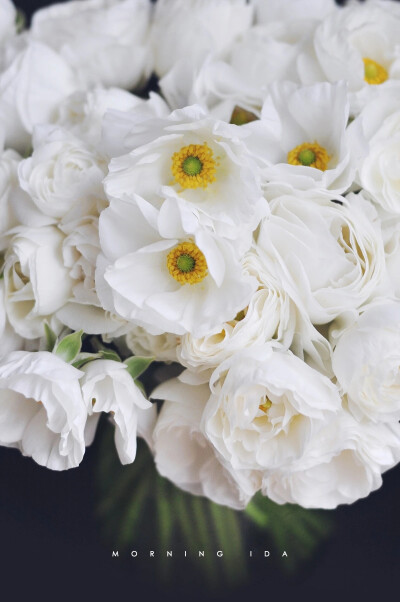 纯白花毛茛--总有一抹治愈的白，足以穿透黑暗。