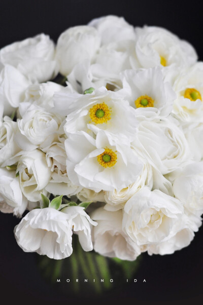 纯白花毛茛--总有一抹治愈的白，足以穿透黑暗。