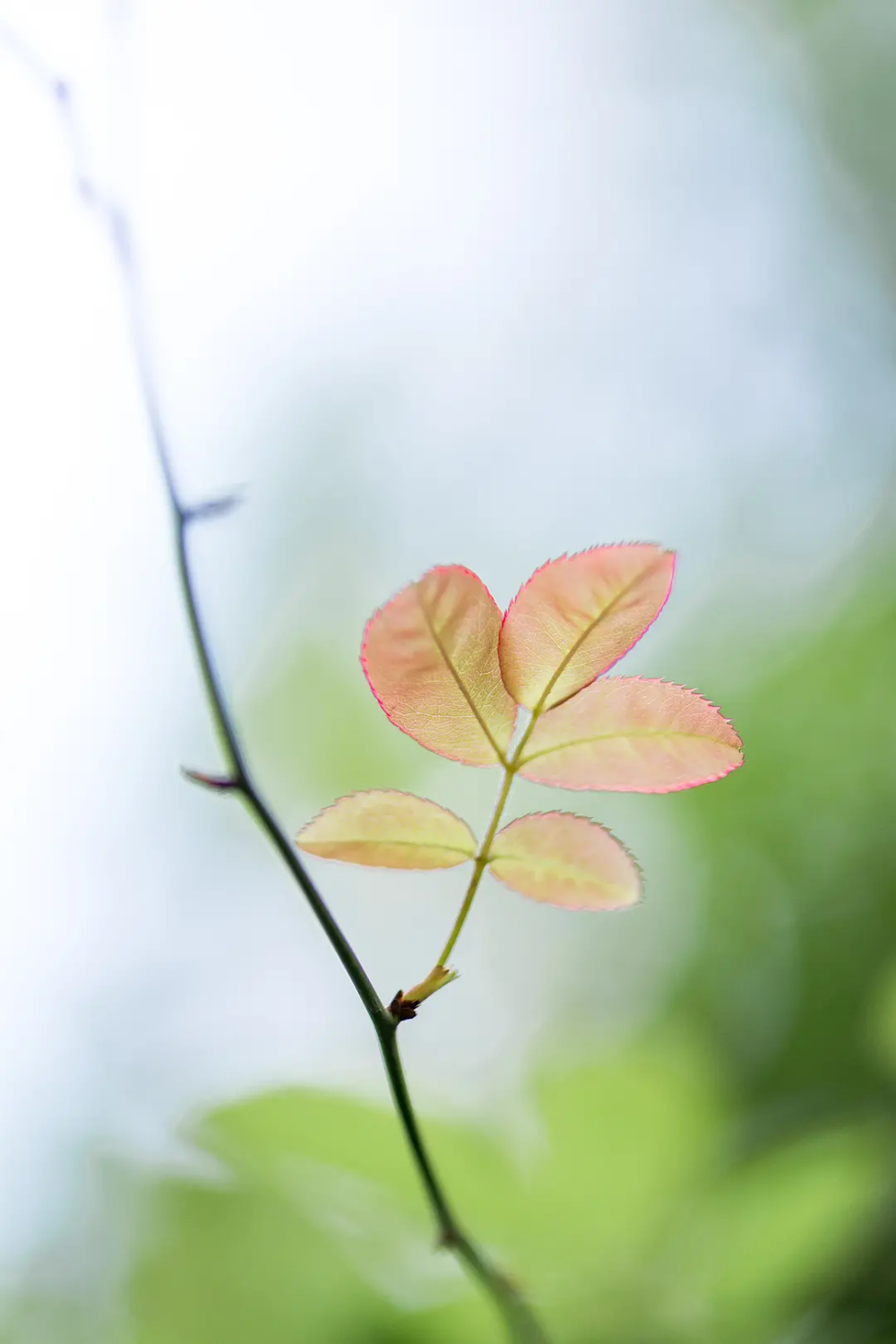 园艺 花园 花卉 月季