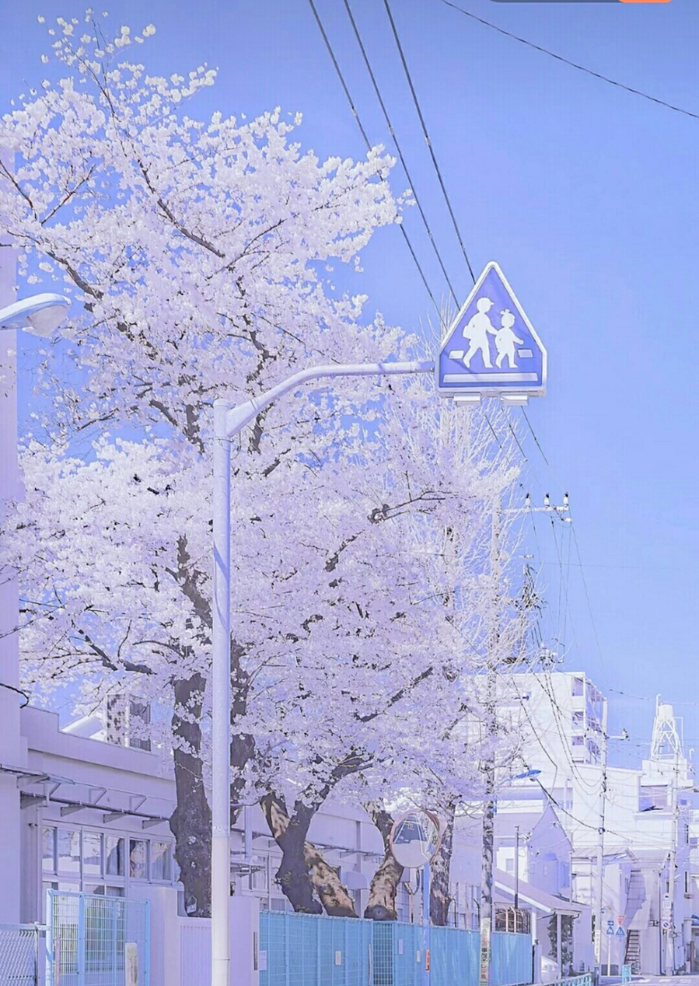 春日樱花烂漫时