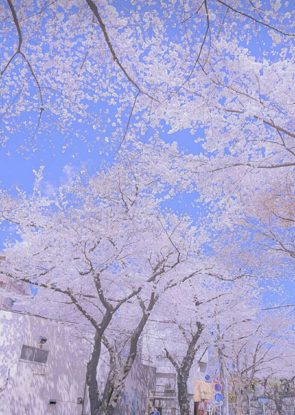 春日樱花烂漫时