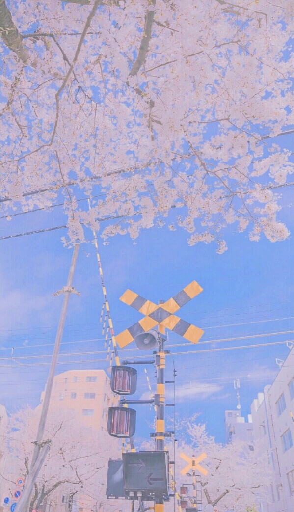 春日樱花烂漫时