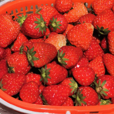 我又可以了
除了火锅炸鸡奶茶烧烤......（省略1000字）
还有什么能比晒着太阳吃草莓
更开心呢？？？