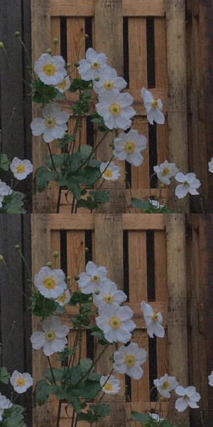 绿色