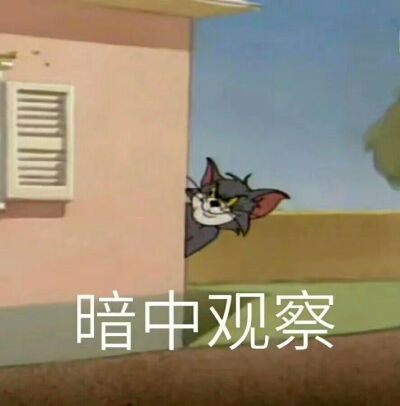 猫和老鼠