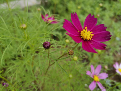 花与猫